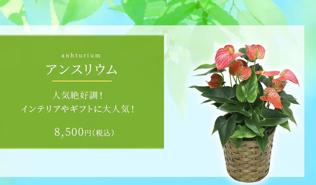 アンスリウム 観葉植物 8,300円(税込)