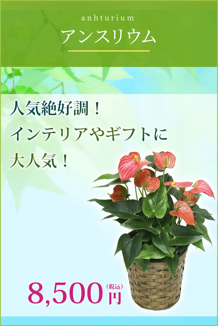 アンスリウム 観葉植物 8,300円(税込)