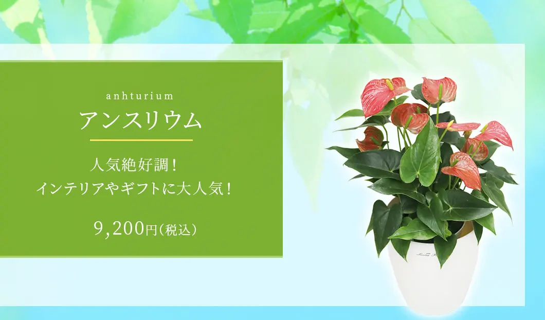 アンスリウム 観葉植物 9,200円(税込)