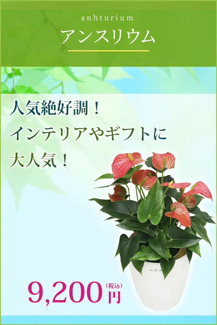 アンスリウム 観葉植物 9,200円(税込)