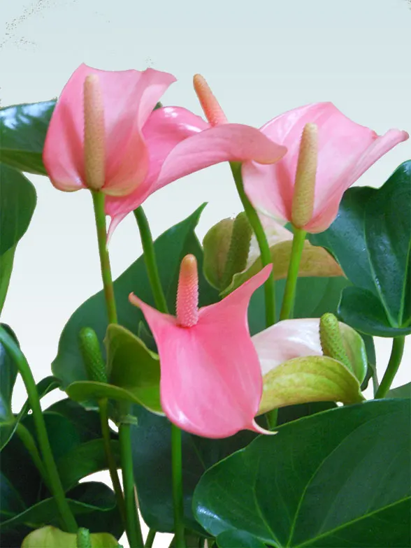 アンスリウム ピンク色 陶器鉢植込み スクエア白色 スタイリッシュ 観葉植物の販売 通販の観葉植物のオアシス