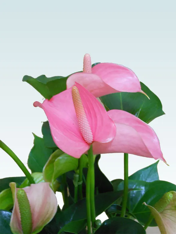 アンスリウム ピンク色 陶器鉢植込み スクエア白色 スタイリッシュ 観葉植物の販売 通販の観葉植物のオアシス