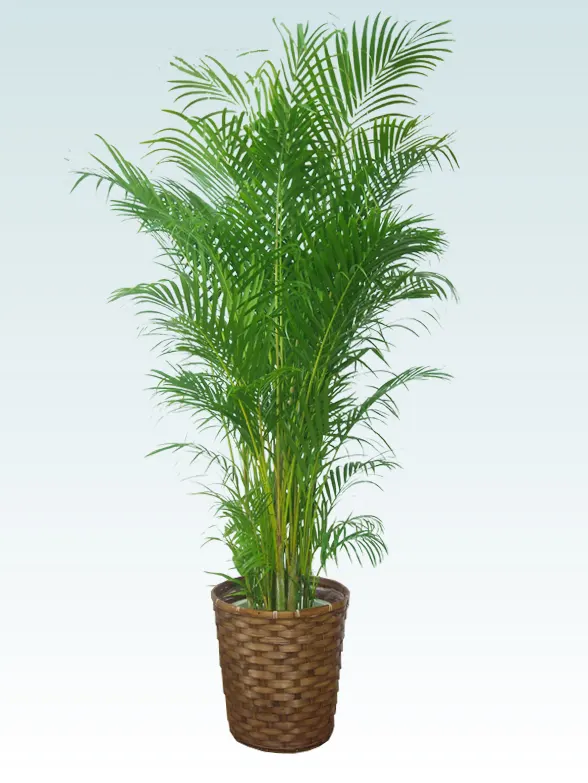 大鉢Lサイズ 全商品/ 人気の観葉植物、お祝いギフト、移転祝い