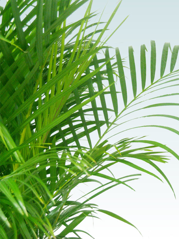 アレカヤシ ラスターポット付 Lサイズ 観葉植物の販売 通販の観葉植物のオアシス アレカヤシ ラスターポット付 Lサイズ 観葉植物の販売 通販の観葉植物のオアシス