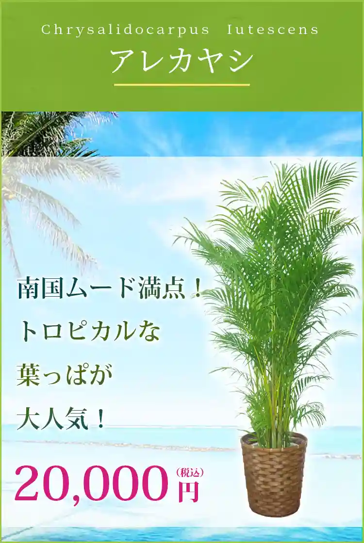 アレカヤシ 観葉植物 17,400円(税込)