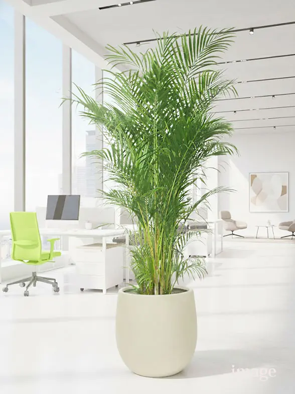 アレカヤシ葉っぱ枝も入った画像