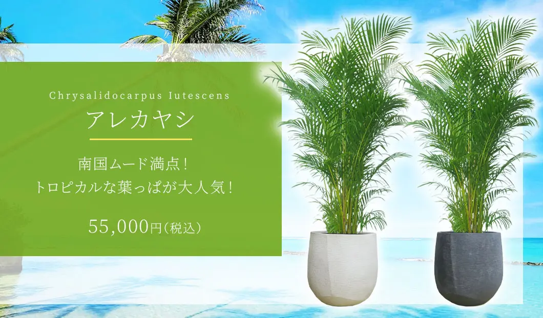 アレカヤシ 観葉植物 55,000円(税込)