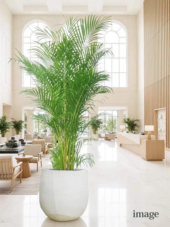 アレカヤシ葉っぱ拡大画像