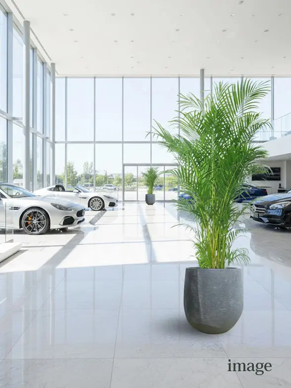 アレカヤシ葉っぱ枝も入った画像