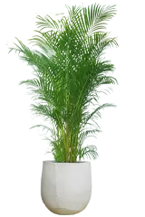 アレカヤシ全体画像