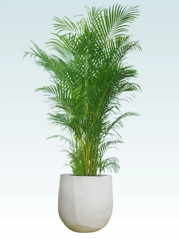 アレカヤシ拡大横から画像