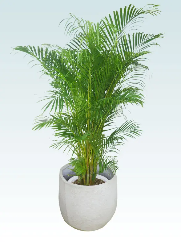 アレカヤシ斜め上から全体画像