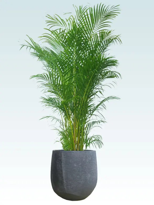 アレカヤシ 大鉢Lサイズ ラグジュアリー型、グラスファイバー製鉢カバー付