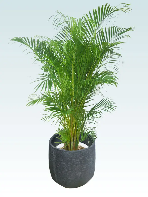 アレカヤシ葉っぱ枝も入った画像