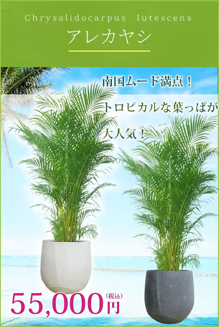 アレカヤシ 観葉植物 55,000円(税込)