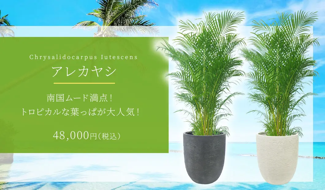 アレカヤシ 観葉植物 48,000円(税込)