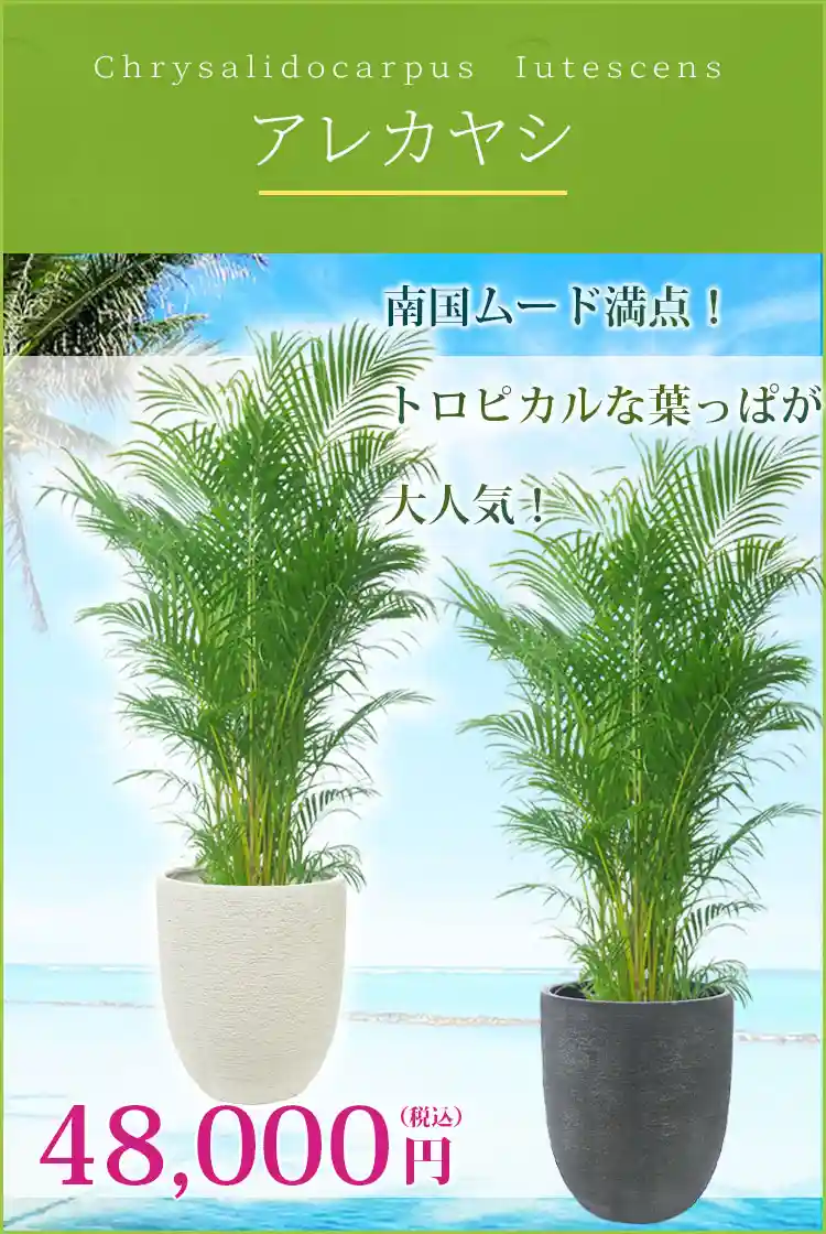アレカヤシ 観葉植物 48,000円(税込)
