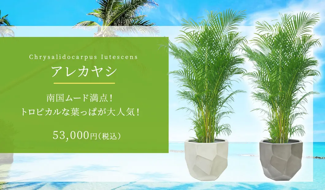 アレカヤシ 観葉植物 53,000円(税込)