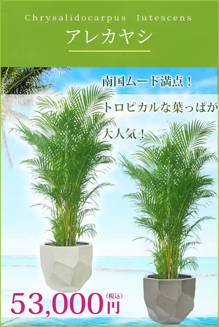 アレカヤシ 観葉植物 53,000円(税込)