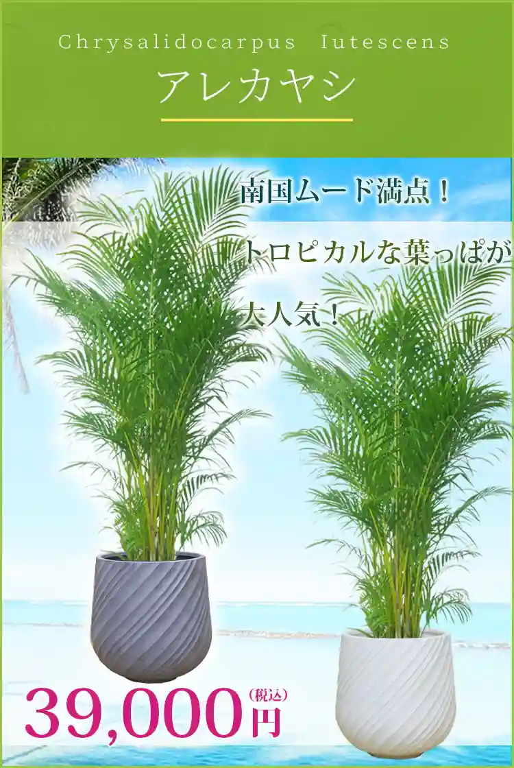 アレカヤシ 観葉植物 39,000円(税込)