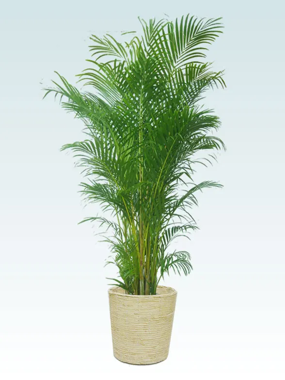 アレカヤシ かご付 コーンホワイト色 Lサイズ 観葉植物の販売 通販の観葉植物のオアシス