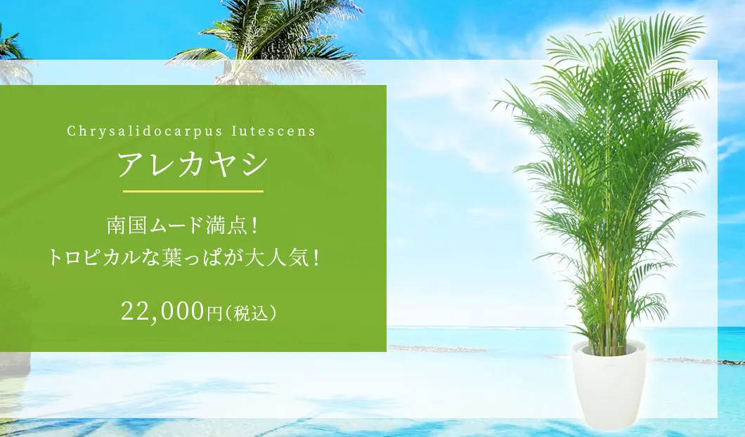 アレカヤシ 観葉植物 22,000円(税込)