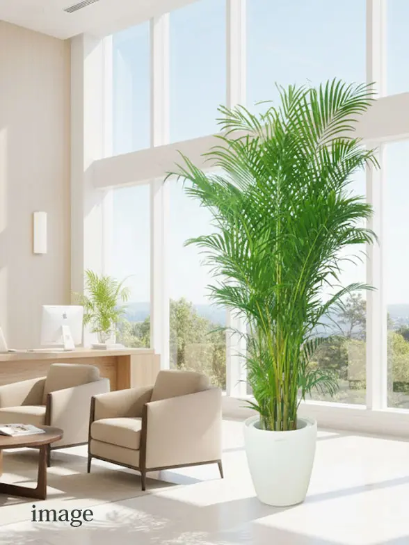 アレカヤシ葉っぱ拡大画像