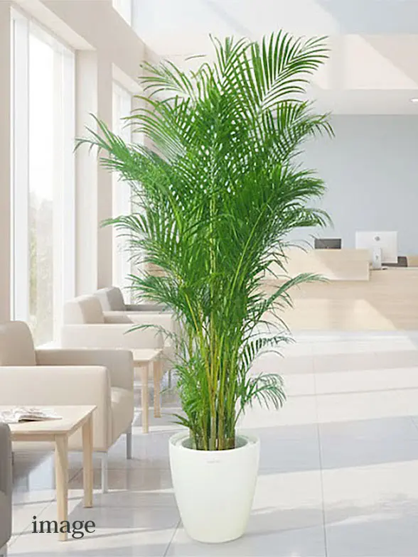 アレカヤシ葉っぱ枝も入った画像