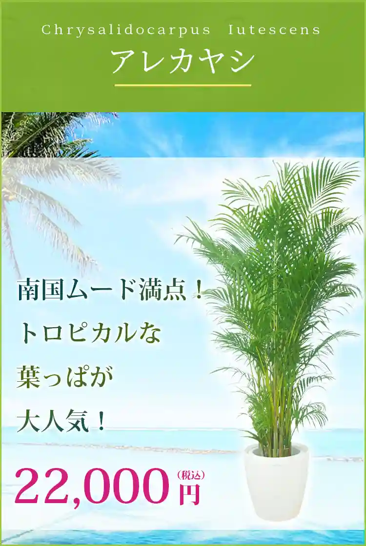アレカヤシ 観葉植物 22,000円(税込)