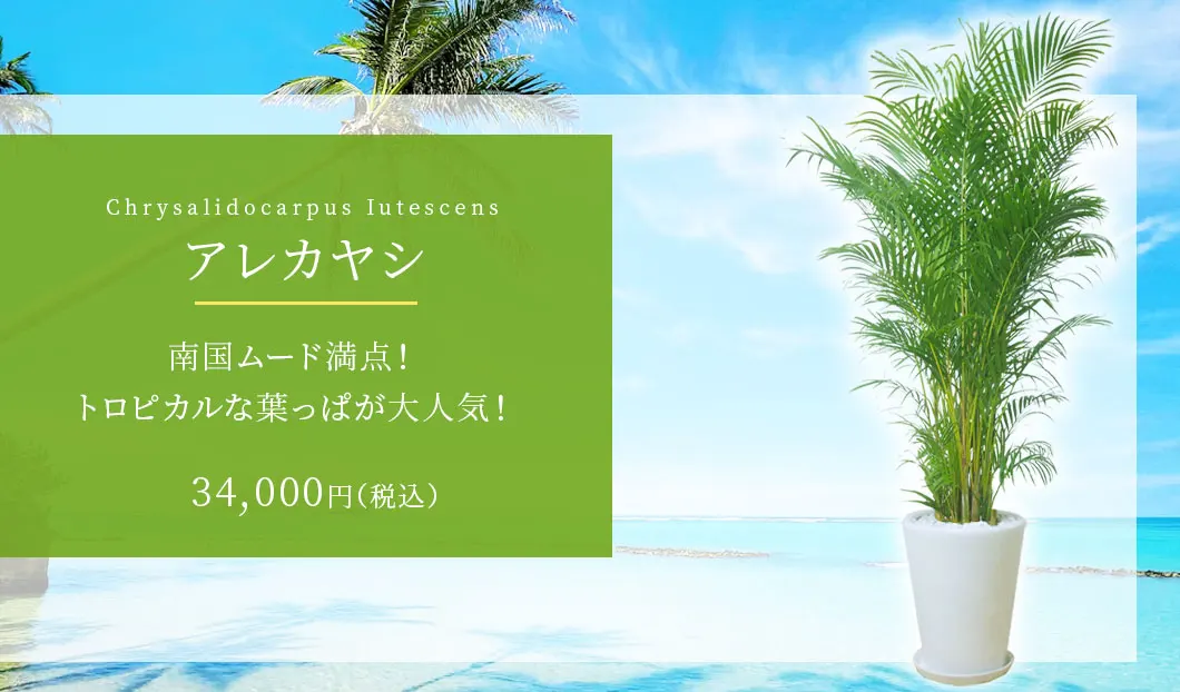 アレカヤシ 観葉植物 33,000円(税込)