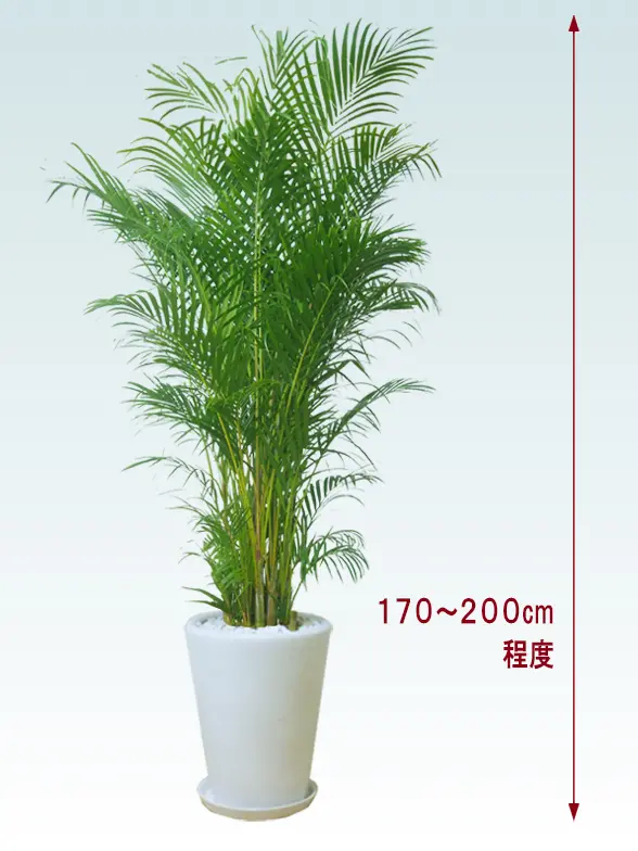 アレカヤシ（陶器鉢、ラウンドタイプ白色）Lサイズ/観葉植物の販売