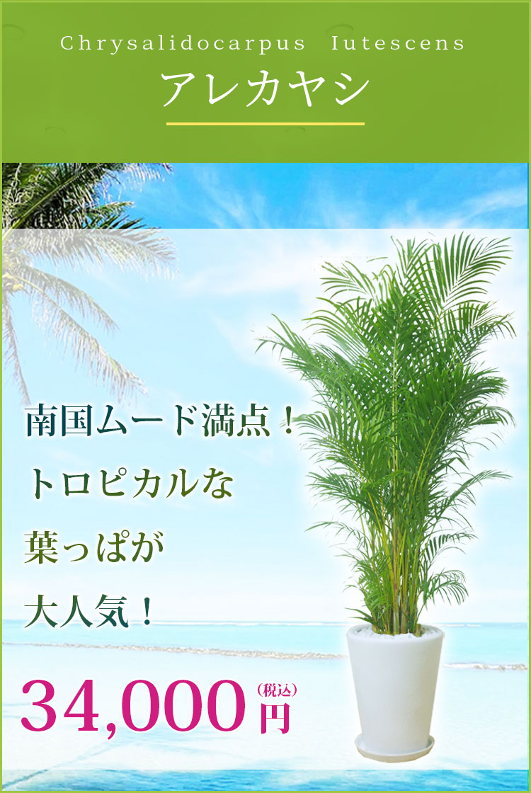 アレカヤシ 陶器鉢 ラウンドタイプ白色 Lサイズ 観葉植物の販売 通販の観葉植物のオアシス