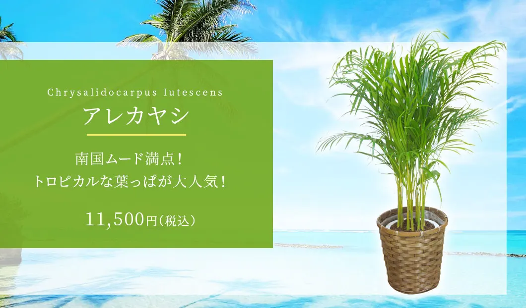 アレカヤシ 観葉植物 10,500円(税込)