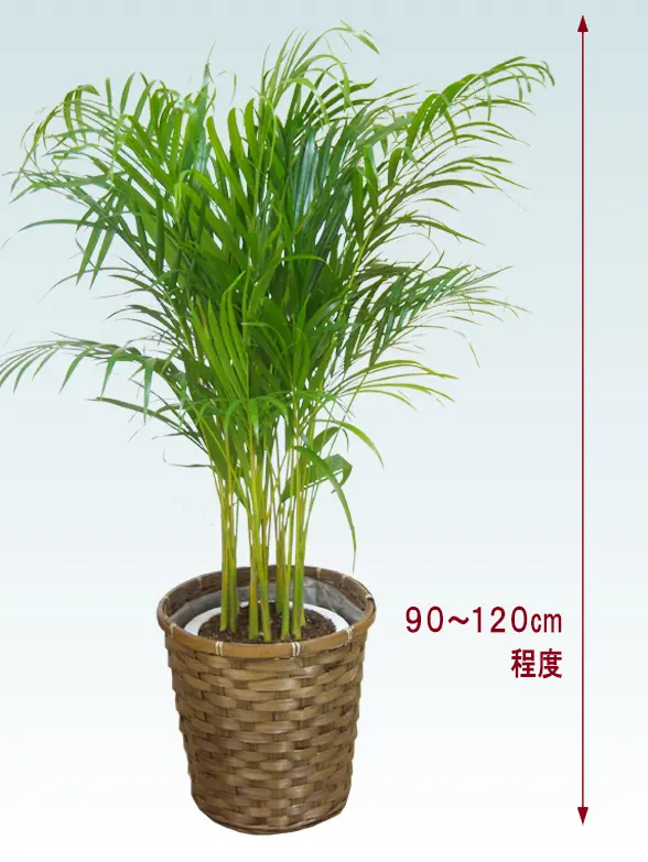 アレカヤシ拡大横から画像