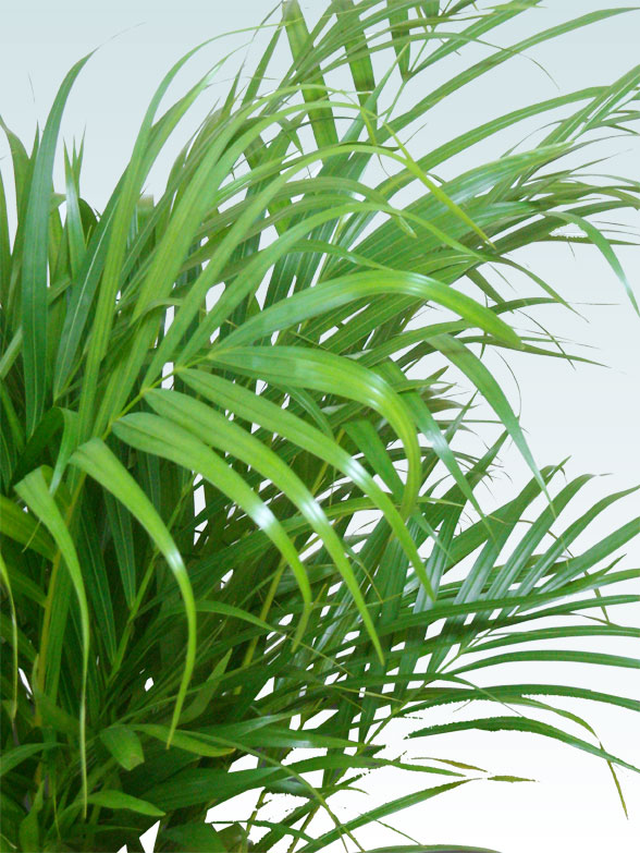 アレカヤシ(陶器鉢植込み、スクエアタイプ黒色) スタイリッシュ/観葉植物の販売、通販の観葉植物のオアシス