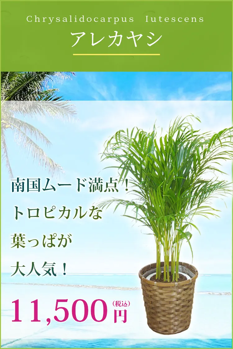 アレカヤシ 観葉植物 10,500円(税込)