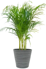 アレカヤシ全体画像