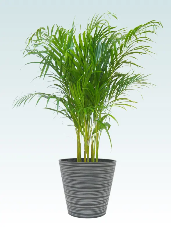 アレカヤシ拡大横から画像