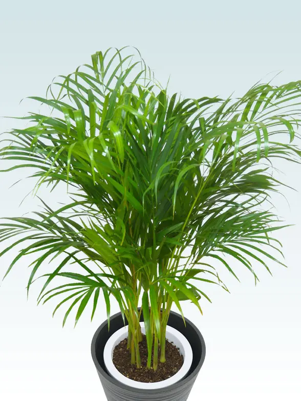 アレカヤシ葉っぱ枝も入った画像