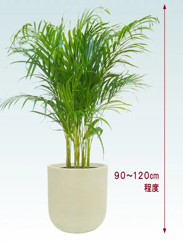 アレカヤシ拡大横から画像