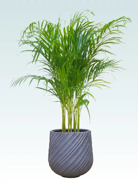 アレカヤシ ファイバー鉢 お皿付き 観葉植物 本物 アレカヤシ 10号鉢 白陶器鉢カバー付き セット