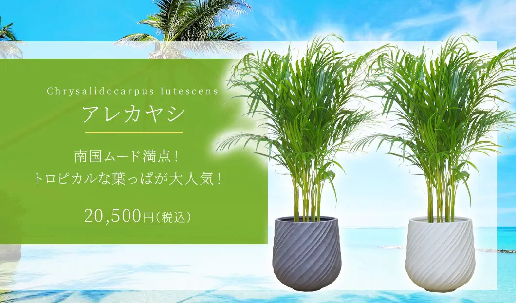アレカヤシ 観葉植物 20,500円(税込)