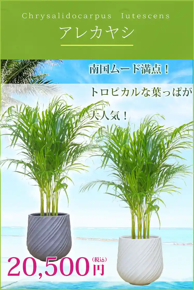 アレカヤシ 観葉植物 20,500円(税込)