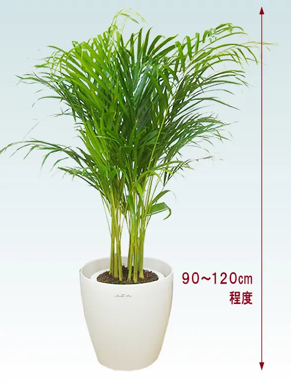 アレカヤシ拡大横から画像