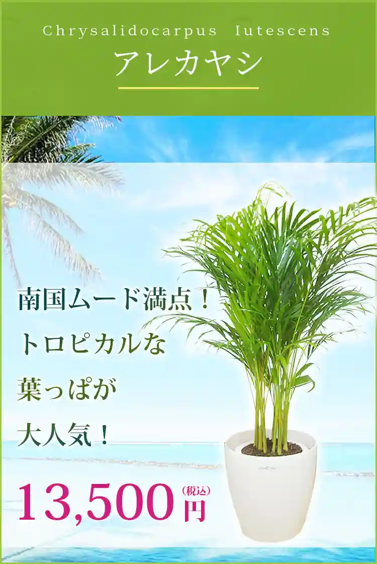 アレカヤシ 観葉植物 11,500円(税込)