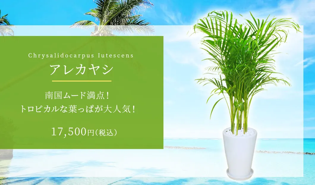 アレカヤシ 観葉植物 16,500円(税込)