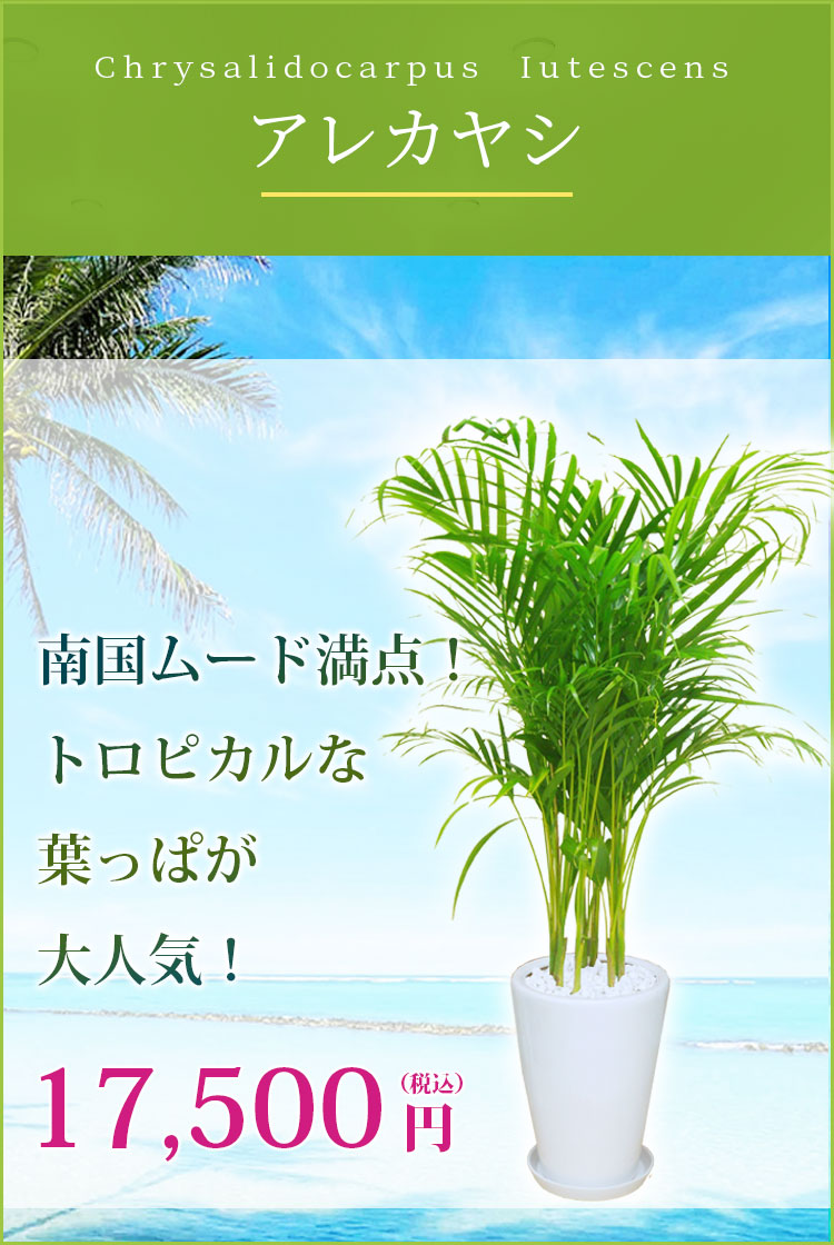 アレカヤシ 観葉植物 16,500円(税込)