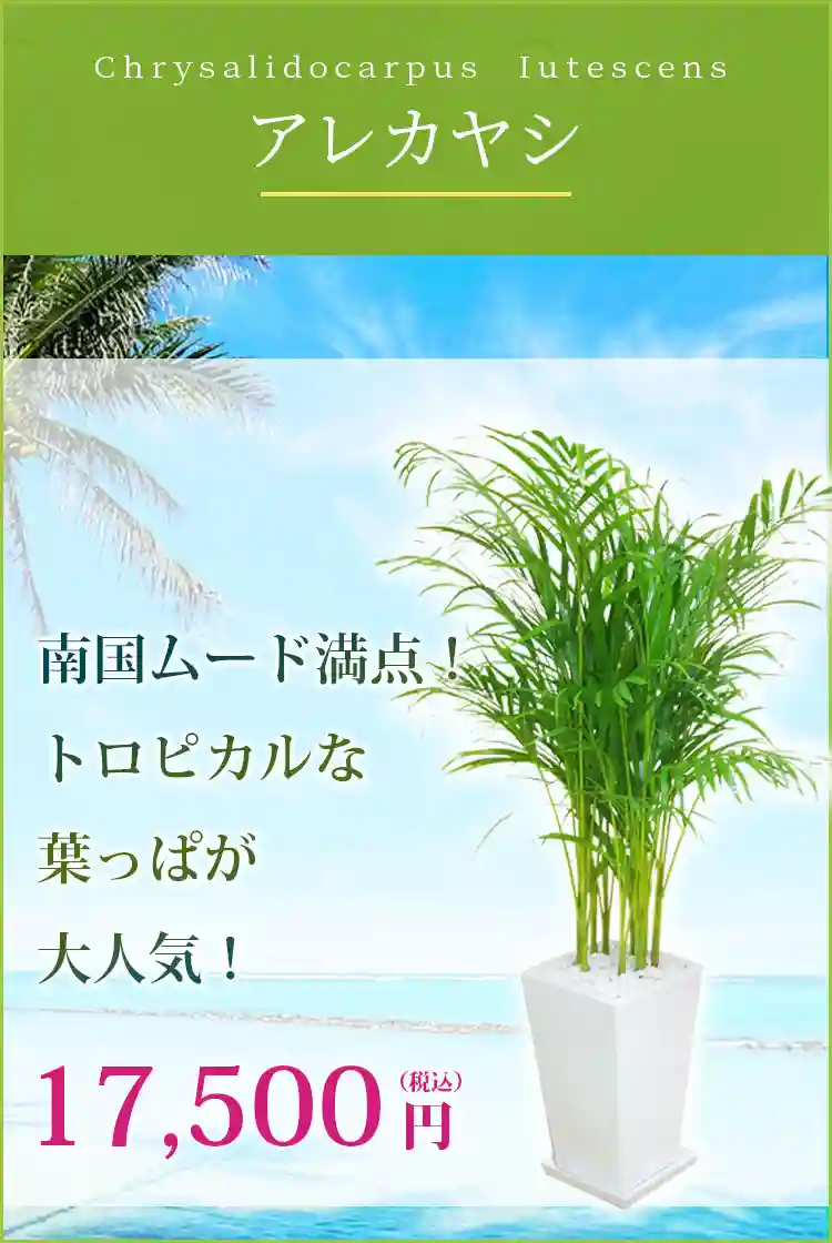 アレカヤシ 観葉植物 16,500円(税込)