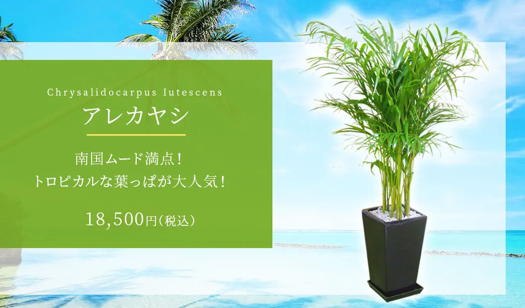 アレカヤシ 観葉植物 17,500円(税込)