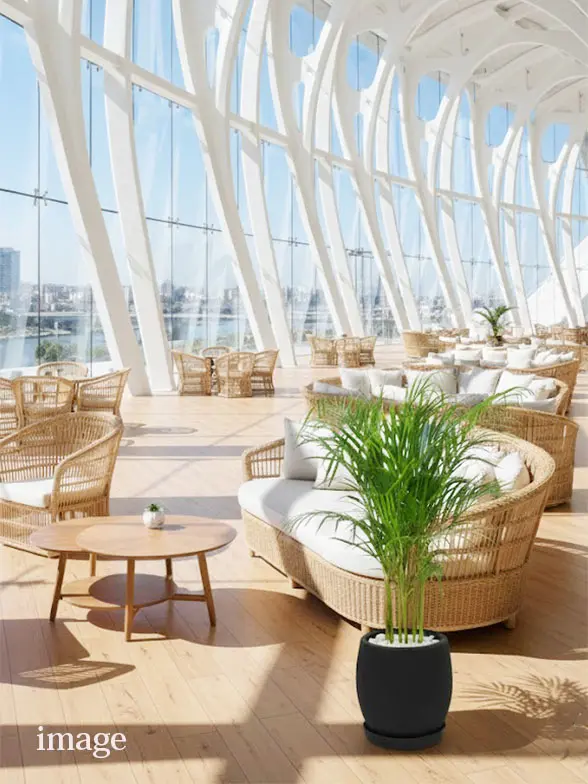 アレカヤシ葉っぱ枝も入った画像